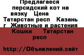 Предлагаеся  персидский кот на вязку › Цена ­ 2 000 - Татарстан респ., Казань г. Животные и растения » Кошки   . Татарстан респ.
